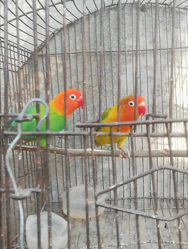 Orange hood green opaline breeder pair for sale 03315669922 5