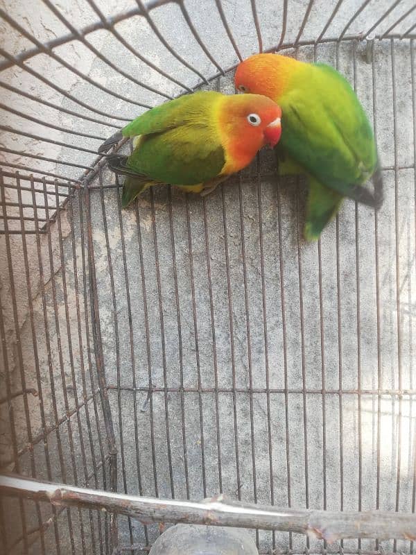 Orange hood green opaline breeder pair for sale 03315669922 6