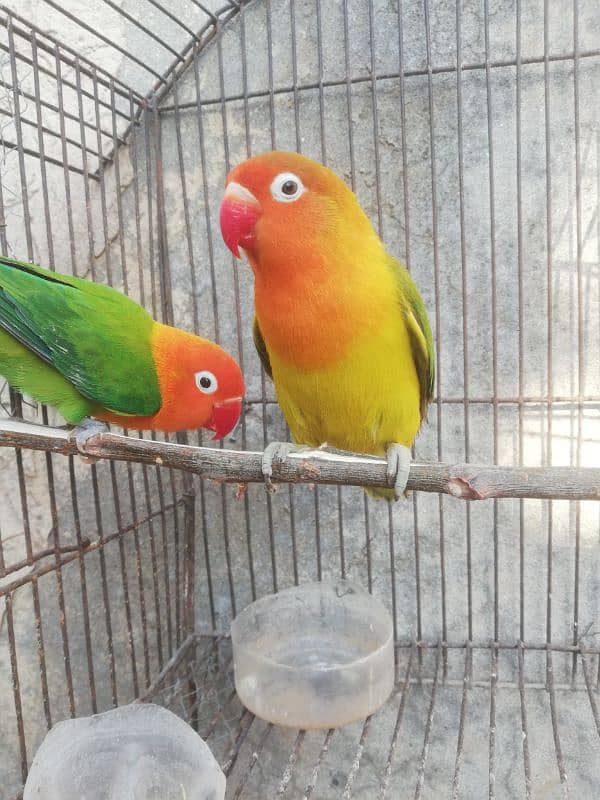 Orange hood green opaline breeder pair for sale 03315669922 7