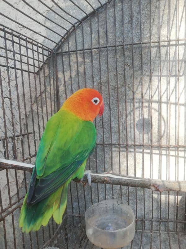 Orange hood green opaline breeder pair for sale 03315669922 8