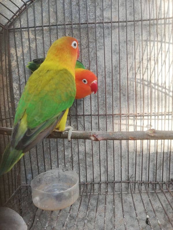 Orange hood green opaline breeder pair for sale 03315669922 9