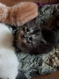 semi Persian kittens