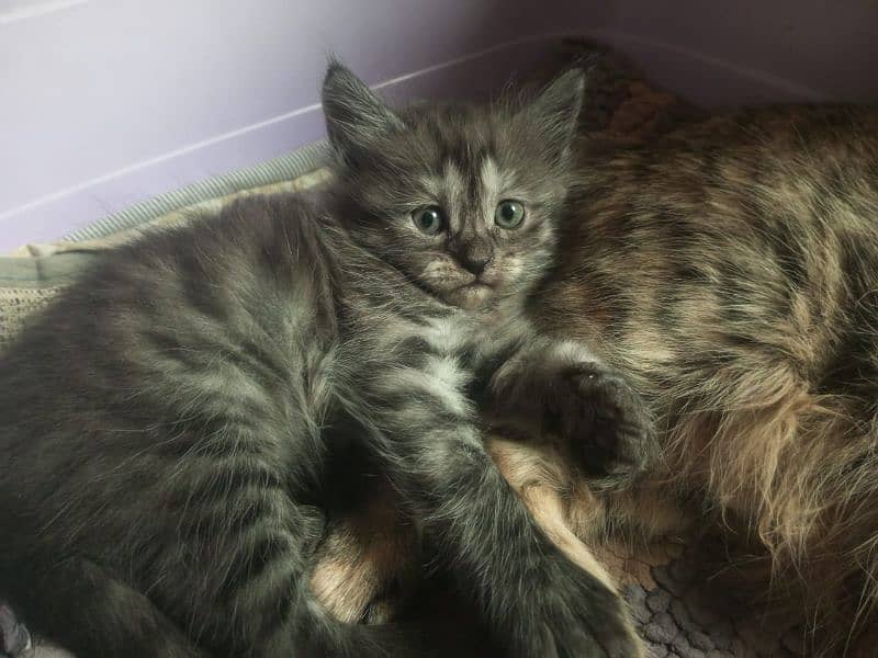 semi Persian kittens 7