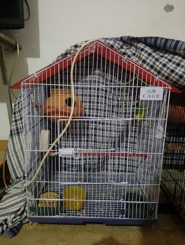 Autrallian parrot with cage 0