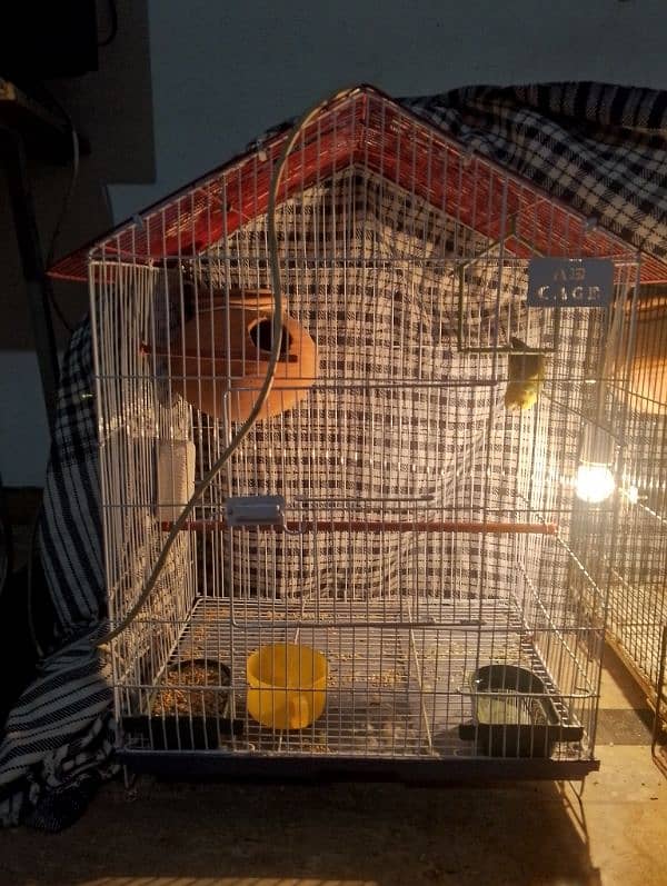 Autrallian parrot with cage 1