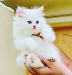 persian little cat