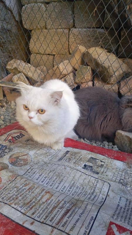 Persian Cat Double Coated 0