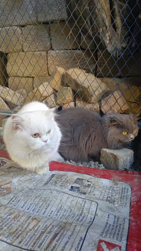 Persian Cat Double Coated 2