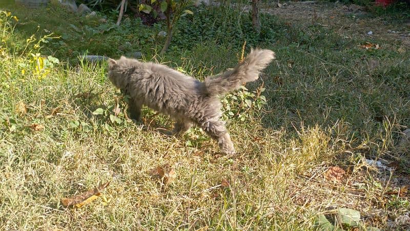 Persian Cat Double Coated 3