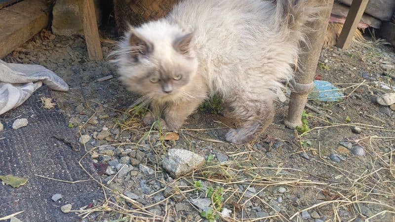 Persian Cat Double Coated 4