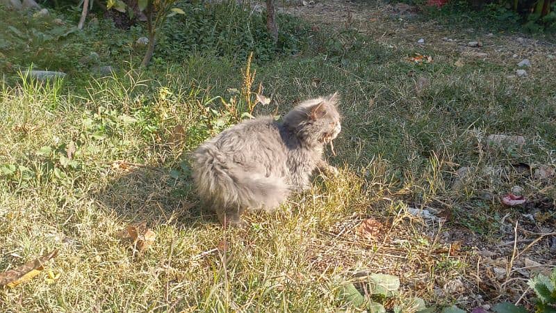 Persian Cat Double Coated 5