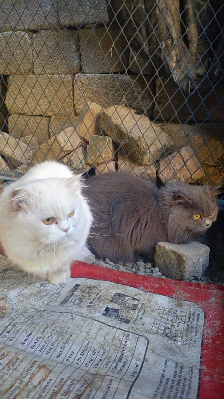 Persian Cat Double Coated 6