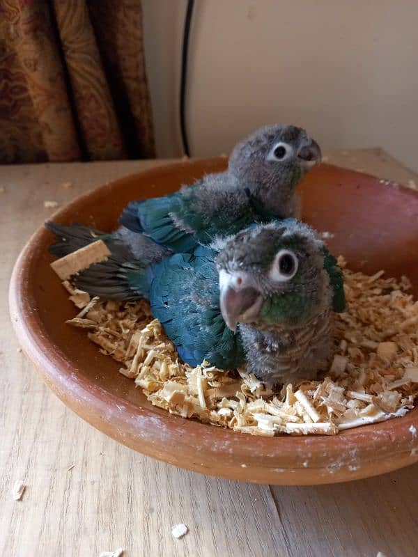 Blue Turquoise Black Chest Conure Tame 0