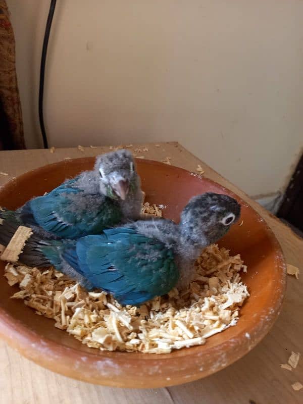 Blue Turquoise Black Chest Conure Tame 1