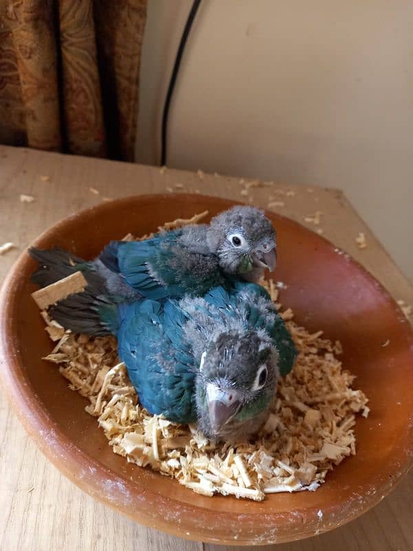 Blue Turquoise Black Chest Conure Tame 2