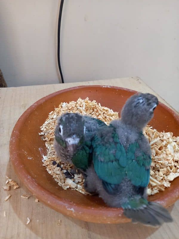 Blue Turquoise Black Chest Conure Tame 3