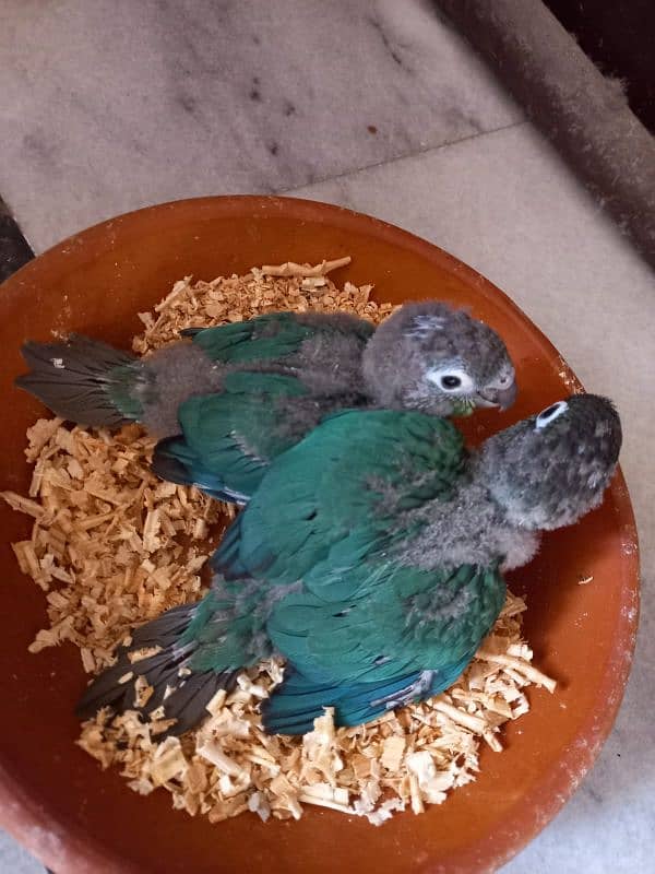 Blue Turquoise Black Chest Conure Tame 4