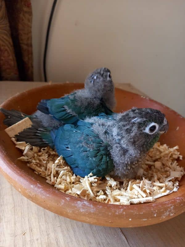 Blue Turquoise Black Chest Conure Tame 5