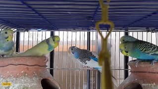 Australian budgie for sale