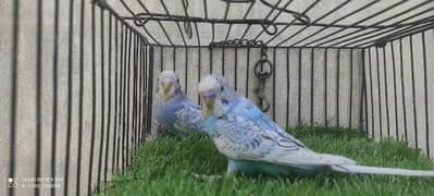 Australian budgie bujri 2 pair