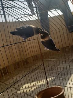 l want to sell these birds