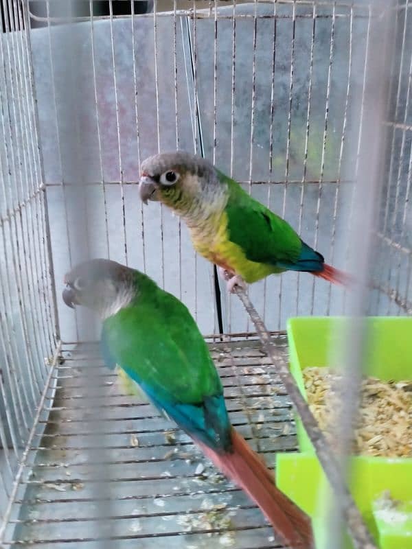 Yellow Sided Conure 1