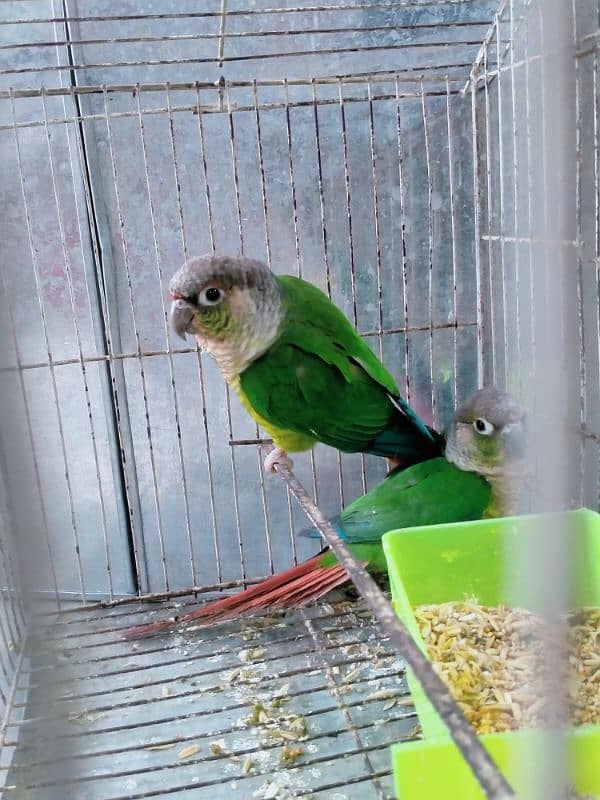 Yellow Sided Conure 2