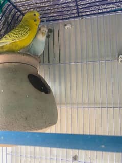 Budgies Parrots