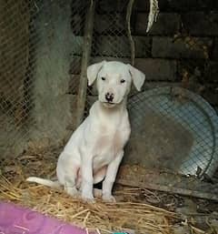 pure gultair male puppy for sale