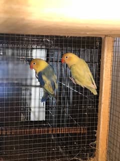 Lovebirds breeder pairs