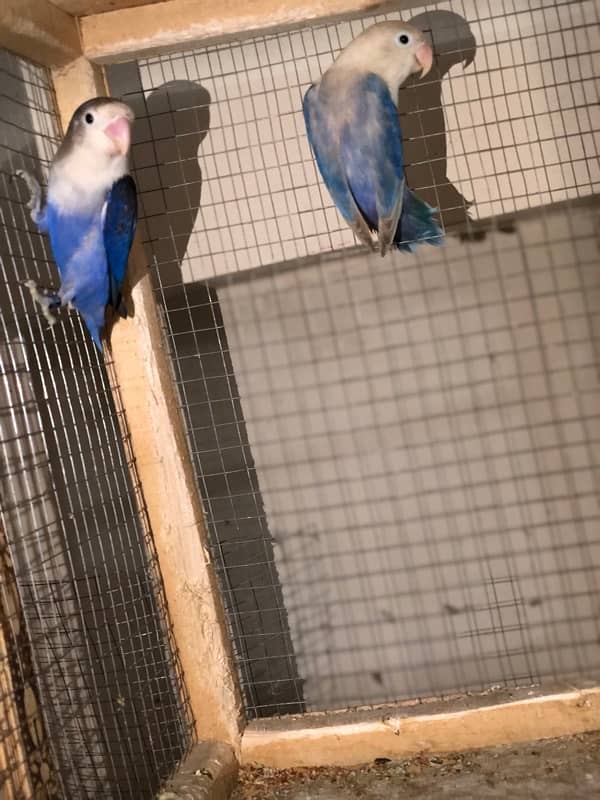 Lovebirds breeder pairs 1