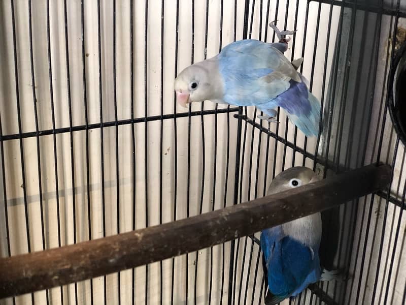 Lovebirds breeder pairs 2