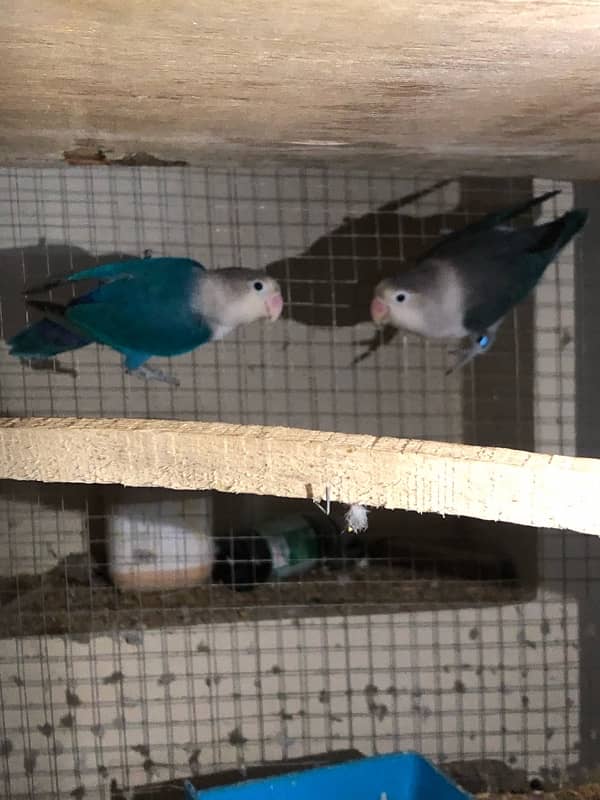 Lovebirds breeder pairs 5