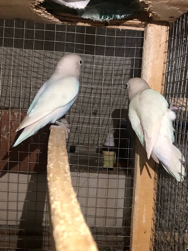 Lovebirds breeder pairs 6