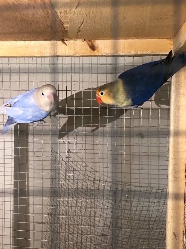 Lovebirds breeder pairs 7