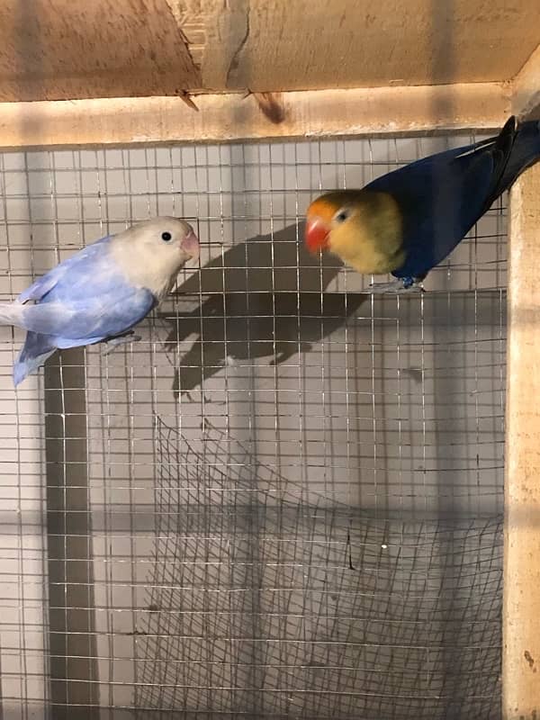 Lovebirds breeder pairs 8