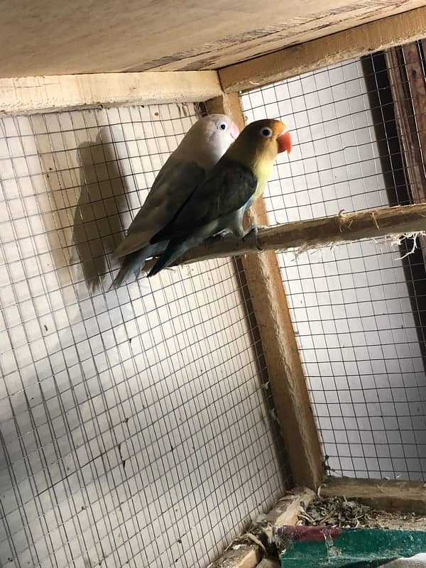 Lovebirds breeder pairs 9