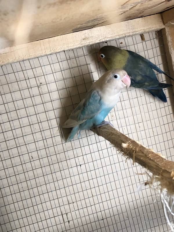 Lovebirds breeder pairs 10