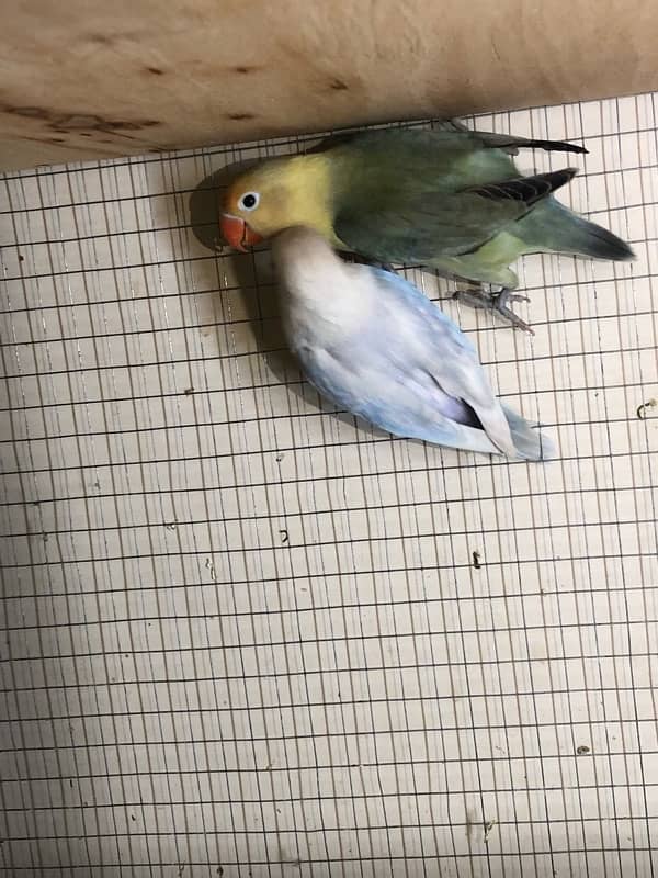 Lovebirds breeder pairs 11