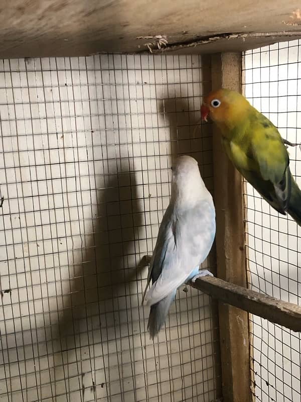 Lovebirds breeder pairs 12