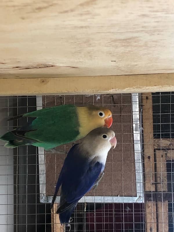 Lovebirds breeder pairs 13