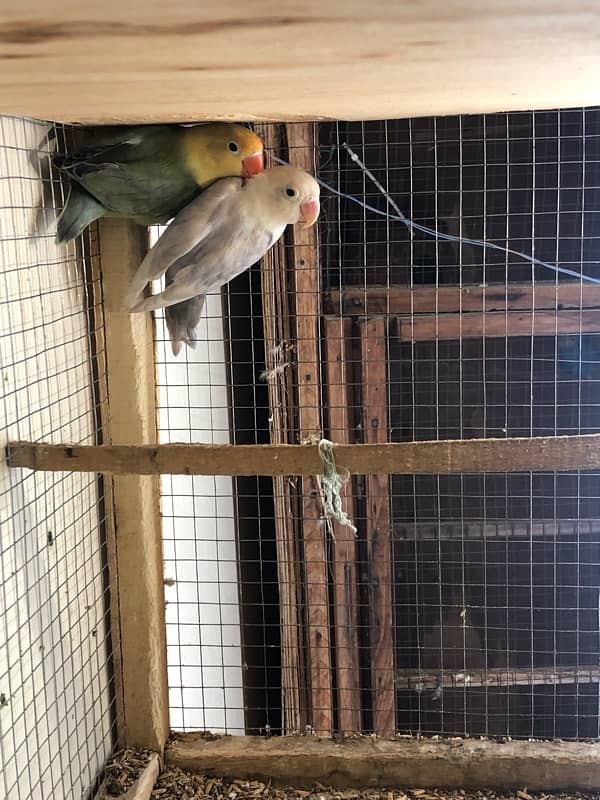 Lovebirds breeder pairs 16