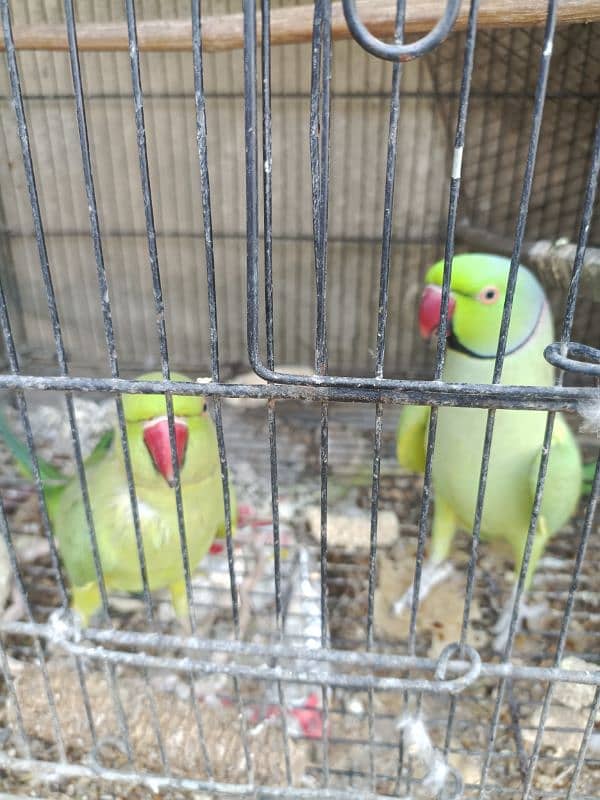 Green ringneck pair(03149364300) 3