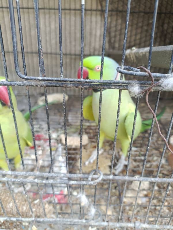 Green ringneck pair(03149364300) 4