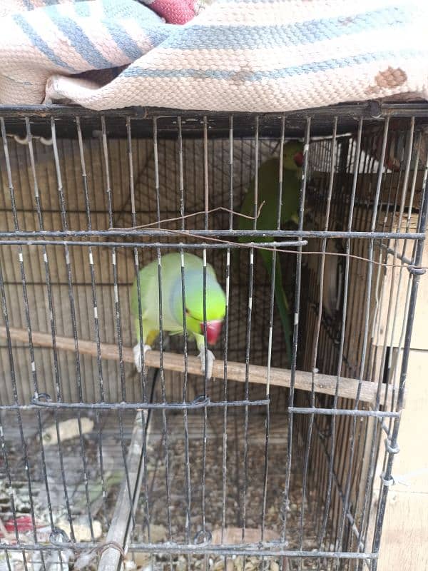 Green ringneck pair(03149364300) 6