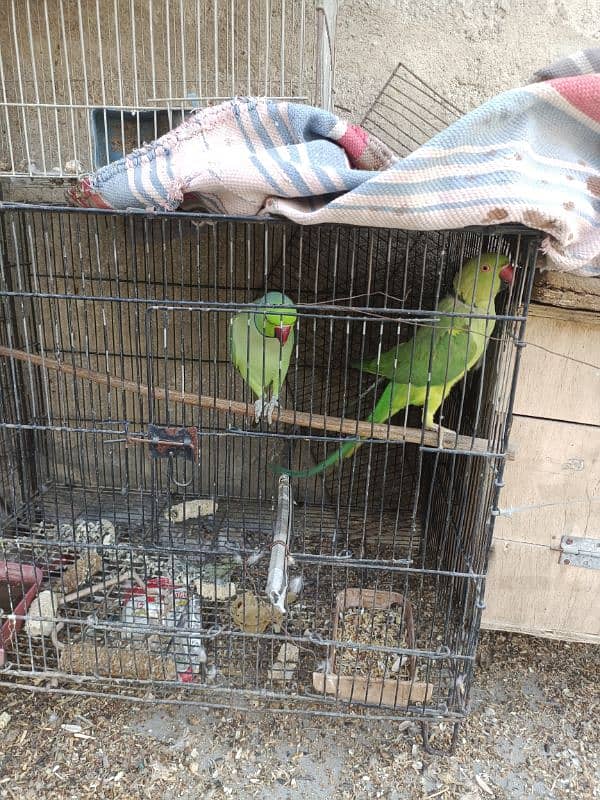 Green ringneck pair(03149364300) 7