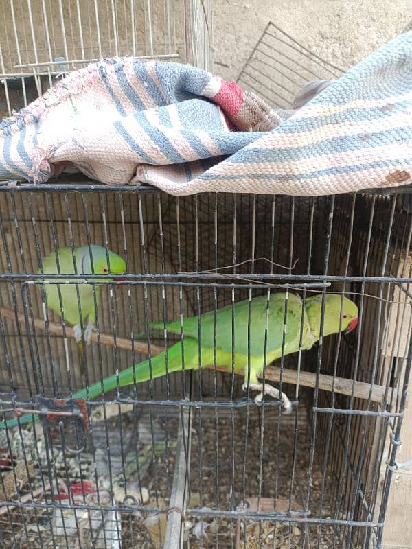 Green ringneck pair(03149364300) 8