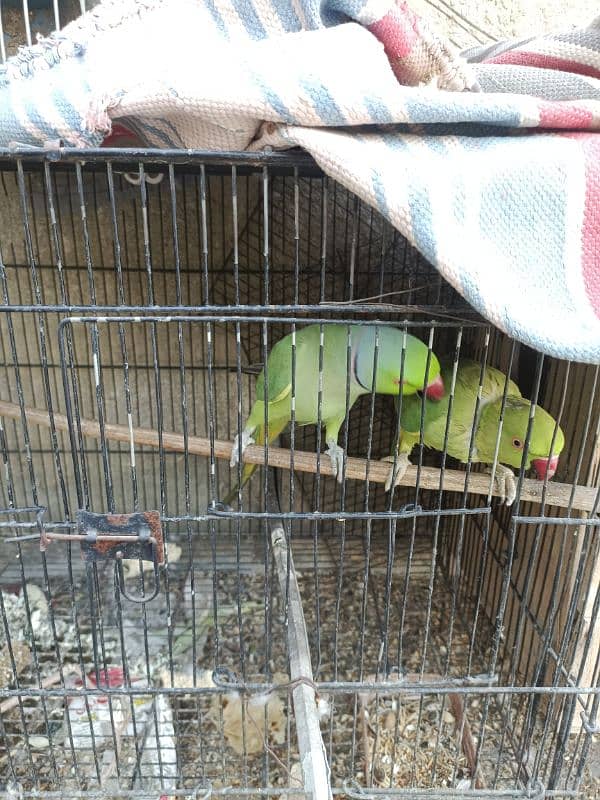 Green ringneck pair(03149364300) 9