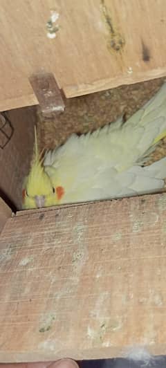 Cocktiel breeder pair. MashahAllah,healty and active. 03709041099