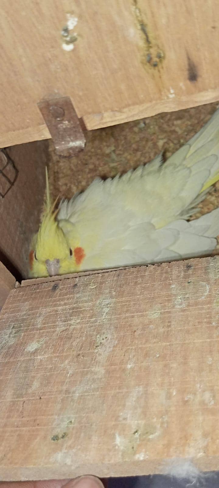 Cocktiel breeder pair. MashahAllah,healty and active. 03709041099 0